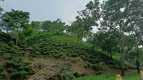 Head over to this lush tea estate from Guwahati
