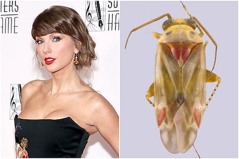 Taylor Swift has her own bug-iverse: Meet the species named after the pop star