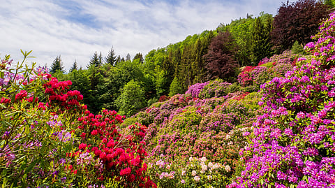 Best places to see Rhododendrons in India
