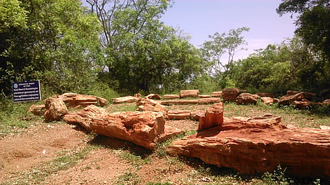 The National Fossil Wood Park at Tiruvakkarai