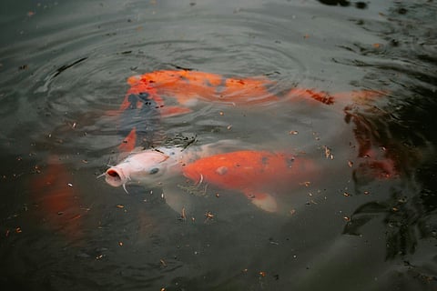 The hidden world of fish sounds

