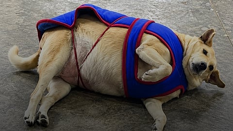 Gola