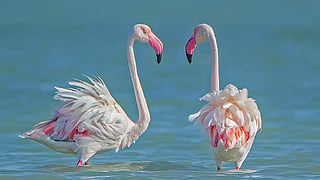 A pair of greater flamingo in Jamnagar, Gujarat