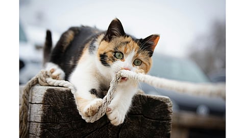 7 fascinating cat facts backed by science