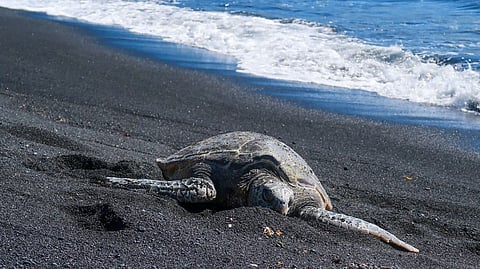 Four Indian beaches to visit for a different shade of sand