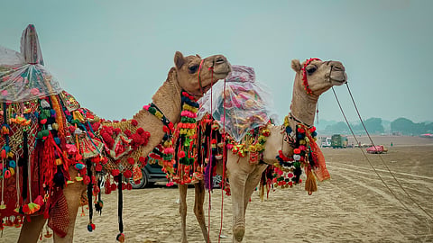 The Pushkar Camel Fair brings Rajasthan’s traditions, colours and desert culture to life