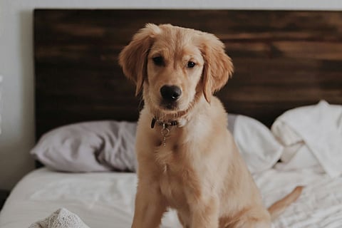 What happens when you leave your dog alone with AI?

