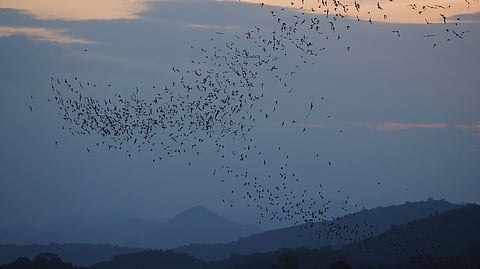 Thailand's great raptor migration: Where to watch thousands of birds of prey take flight