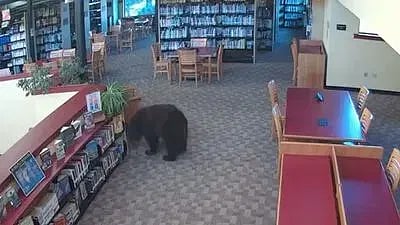 Bear raids Mammoth Lakes library in California