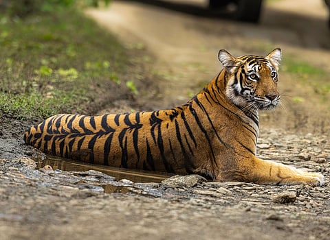 Tiger