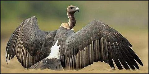 Indian Vulture