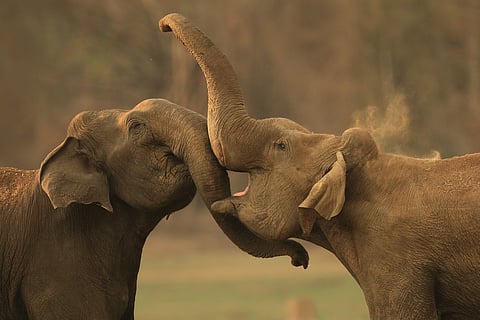 Makhna combat by Jayanth Sharma