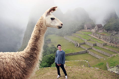 Spitting Lama in Machu Picchu, Peru