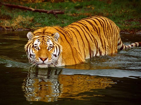 (File photo) Spotting tigers is not easy in the Sundarbans
