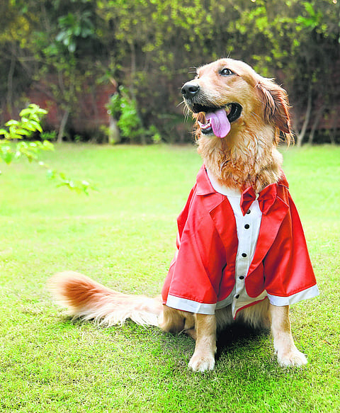 6 pet products we love from the new Heads Up For Tails in Chennai