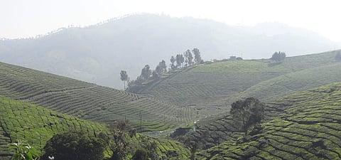 TEA_2