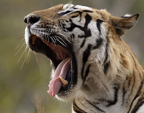 Sunderkhal-_Tiger