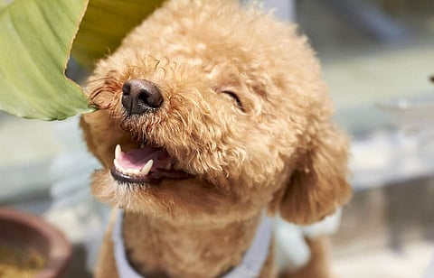 Poodles in Beverly Hills