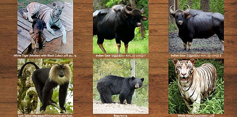 The screenshot of the Animal Display Area