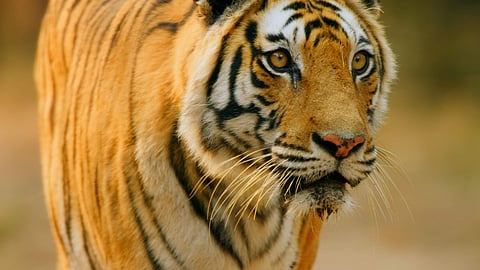 BBC Earth show, Dynasties.