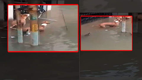 Screen grabs of the video (Source: Internet)
