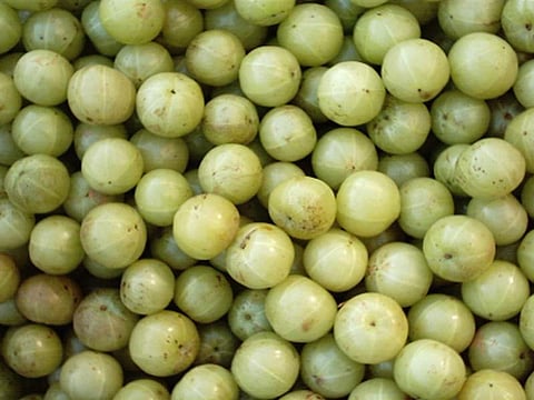 Wellness: The gooseberry is a superfood that helps with everything from bad breath to preventing  tumours