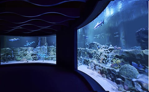 Valentine's Day: This aquarium date at VGP Marine Kingdom, Chennai lets you dine with sharks and sting rays!