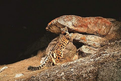 Wildcats of India: Snow Leopard (All pics courtesy: Felis Creations) 