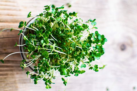 LocalXo teaches you kitchen gardening, cooking and composting in new online series