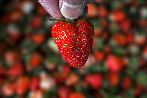 Srinagar, Jammu and Kashmir: A farmer shows a strawberry before packing them after harvesting in Srinagar. (AFP/Tauseef Mustafa)