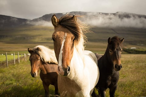 Buy a horse some oats for breakfast, The Sanctuary ECR in Chennai 'neighs' your help!