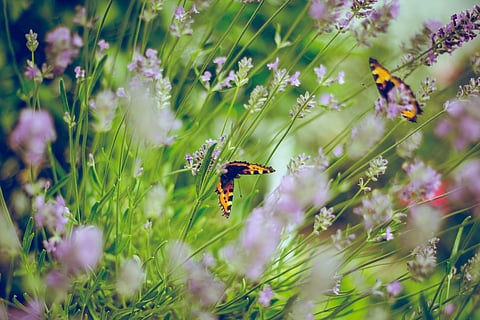 World Environment Day: This DIY garden photography contest inspires you to connect with your green thumb