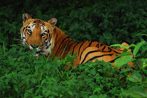 (Source: Nat Geo)
