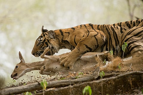 Pic by Shivang Mehta