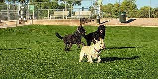 Best Pet Parks to visit in Bengaluru