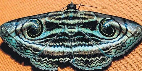 Spirama spp