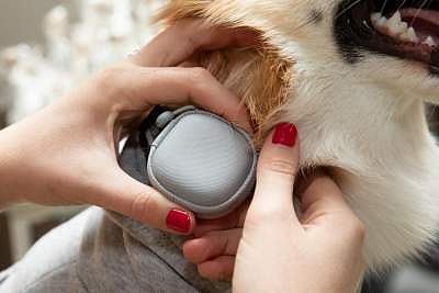 Pet care tech