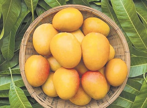 Mango special: Here's where you can get farm to table organic mangoes in Chennai
