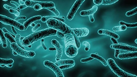 Bacteria
