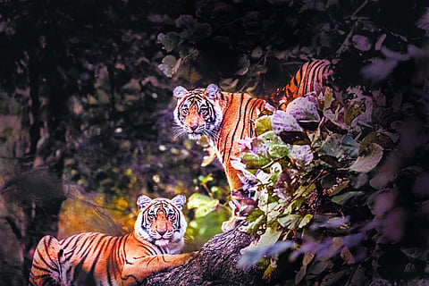 Tigers of Ranthambore National Park by Latika Nath