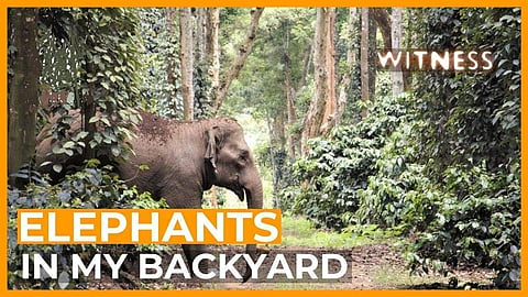 Elephant in my backyard