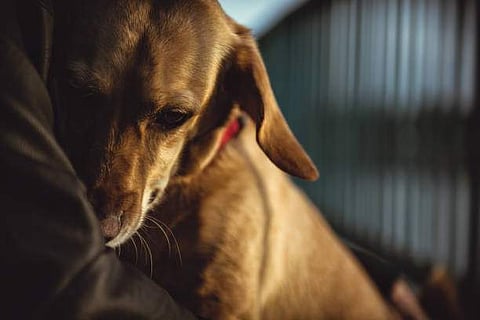 Fur babies are scared of loud noises and they tend to curl up under your couch or bed when anxious or scared