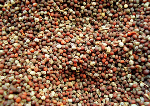 Mustard is an elixir for the lungs and helps with COPD, asthma, respiratory issues, and reducing inflammation