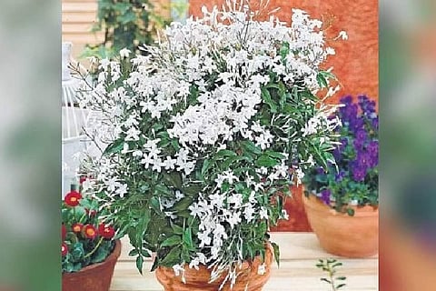 Jasmine