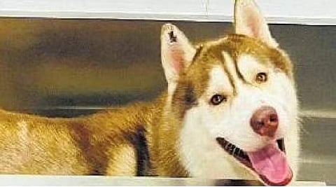 Dog grooming