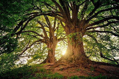 Representational pic of tree