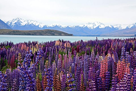 Cover the beauty of New Zealand through its different seasons