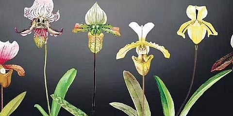 Orchid