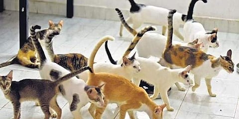 Cats