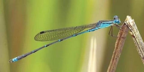 Indolestes gracilis